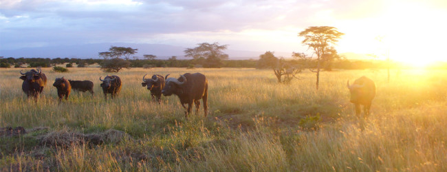 Viaggi e Vacanze in Kenya